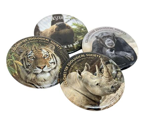 Four 58mm Button Badges featuring animal photos—a bear, chimpanzee, tiger, and rhinoceros—each labelled "Colchester Zoological Society" and arranged overlapping on a white surface.