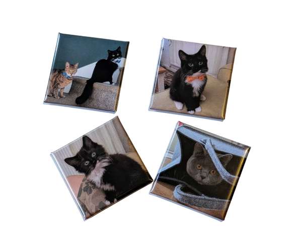 Four square magnets featuring photos of different cats, each posing in various indoor settings, displayed on a white background.