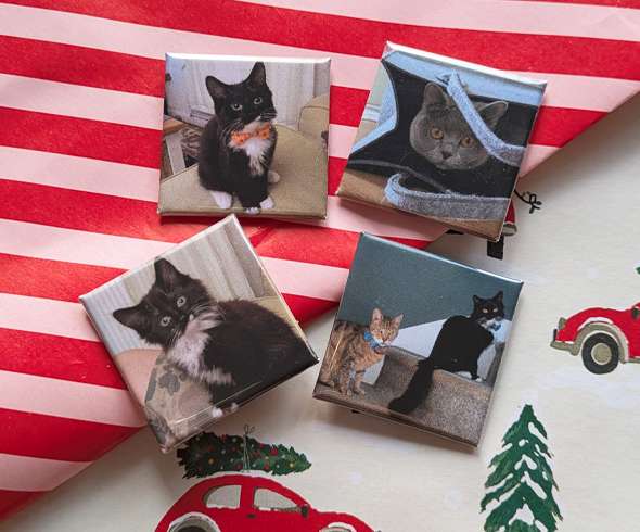 Four square magnets with photos of different cats are arranged on red striped and holiday-themed paper.